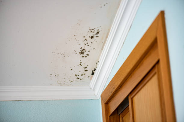 Best Mold Testing and Inspection Services in Glenolden, PA