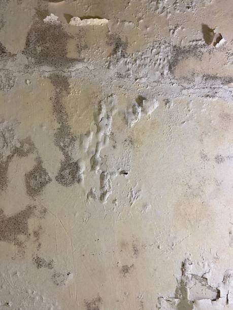 Best Insurance-Related Mold Remediation in Glenolden, PA